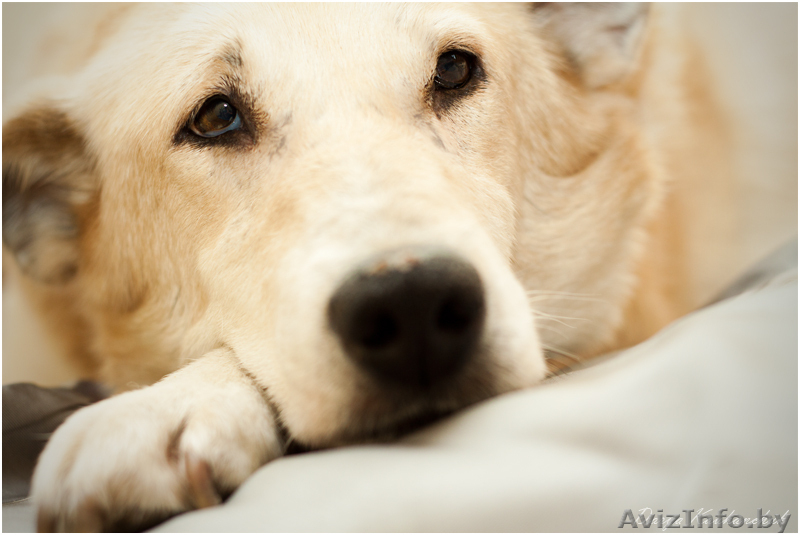 Деликатная собачка в дар - Изображение #1, Объявление #1062053