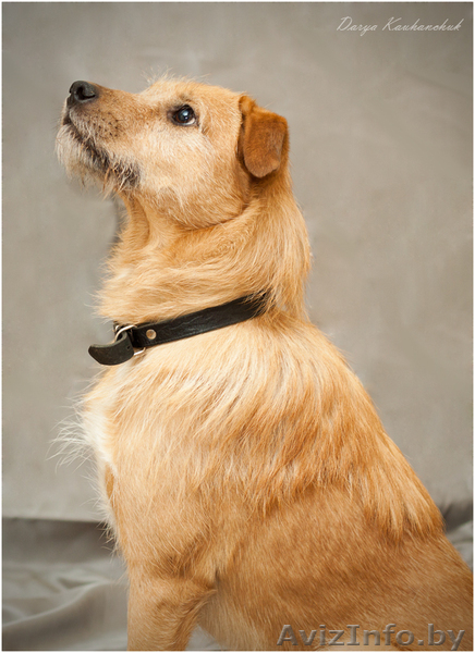 Рыжее счастье стучится в ваш дом - впустите его! - Изображение #3, Объявление #1063008