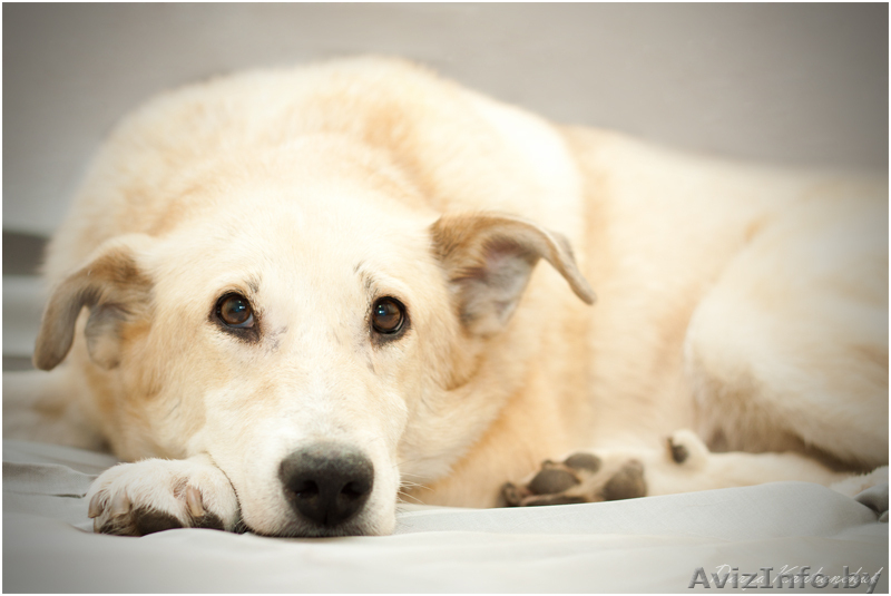 Деликатная собачка в дар - Изображение #2, Объявление #1062053