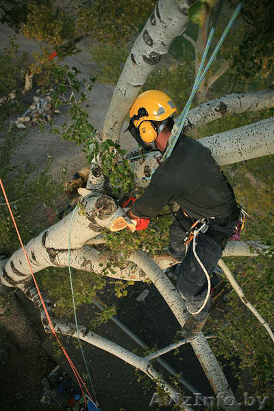 Спилить дерево любой сложности - Изображение #4, Объявление #1052451