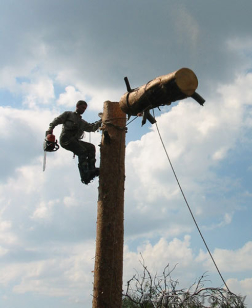 Спилить дерево любой сложности - Изображение #3, Объявление #1052451