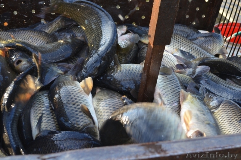 Сдам дом и беседки в аренду на озере - Изображение #8, Объявление #1061831