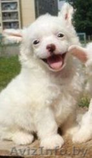 Китайская хохлатая белые голый и пуховый щенки кобели - Изображение #4, Объявление #904611