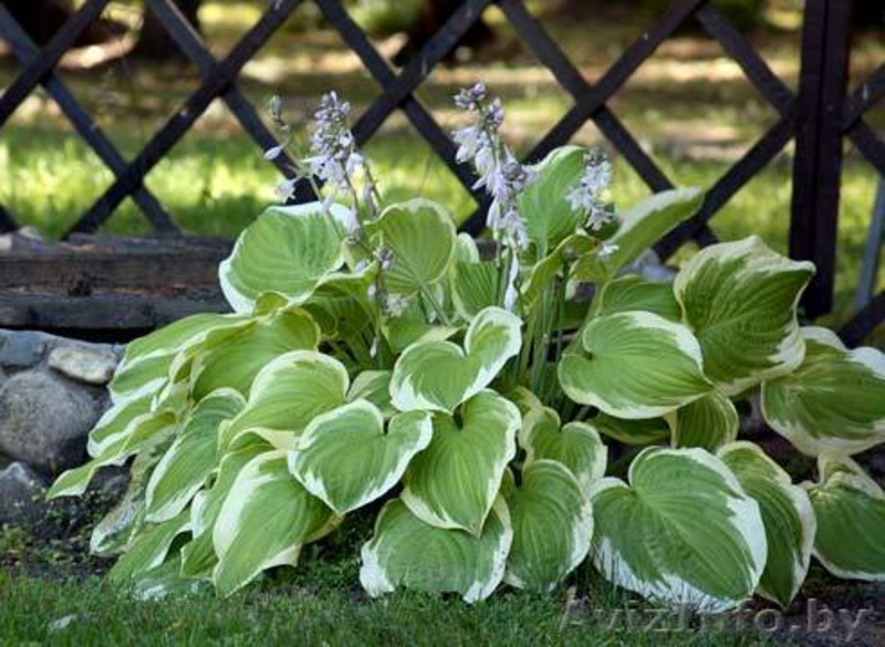 Реализую саженцы с собственной дачи (недорого) - Изображение #6, Объявление #1064552