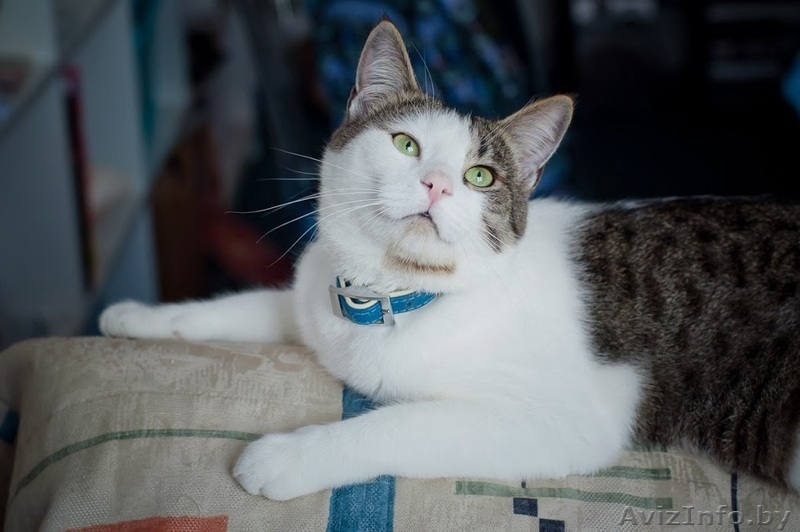 Молодой котик в дар(кастрирован) - Изображение #2, Объявление #1054373