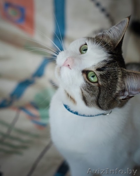 Молодой котик в дар(кастрирован) - Изображение #4, Объявление #1054373