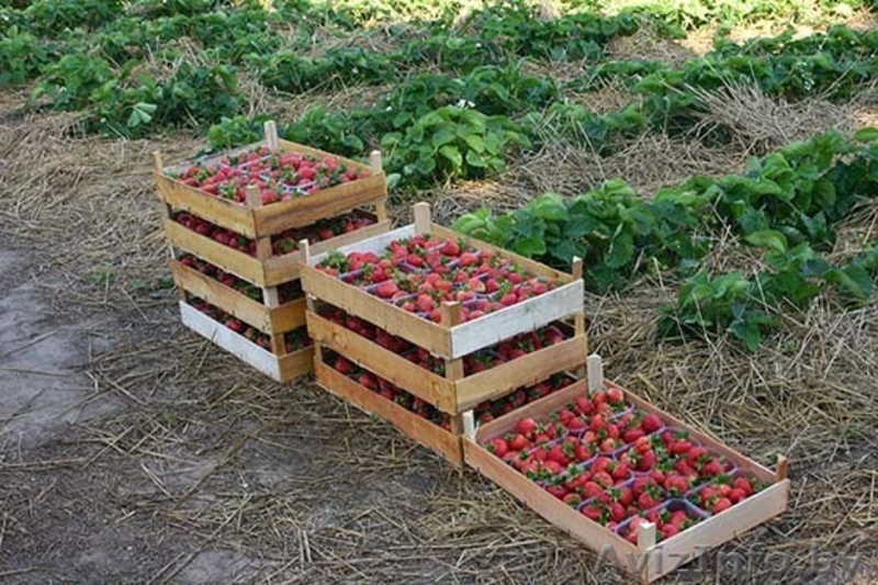 Рассада клубники и малины, голландские сорта  - Изображение #6, Объявление #1064703