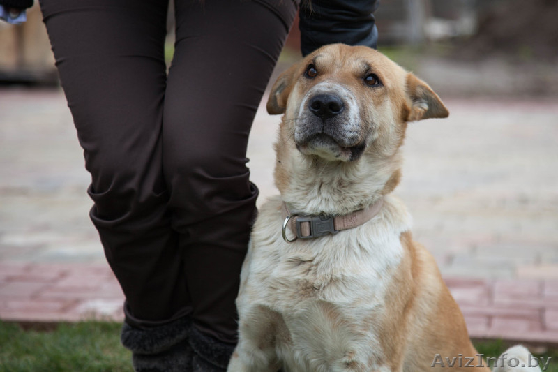 Лида-метис шарпея в добрые руки - Изображение #4, Объявление #1055955