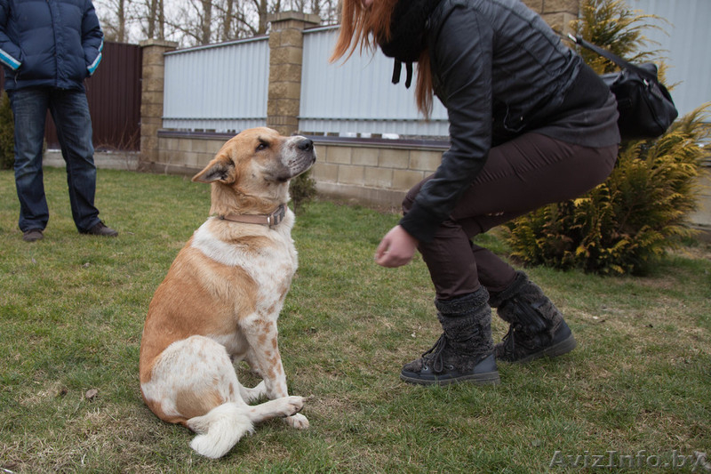 Лида-метис шарпея в добрые руки - Изображение #3, Объявление #1055955