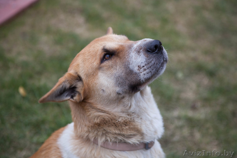 Лида-метис шарпея в добрые руки - Изображение #1, Объявление #1055955