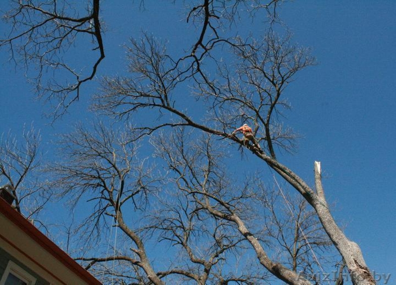 Спилить дерево любой сложности - Изображение #5, Объявление #1052451