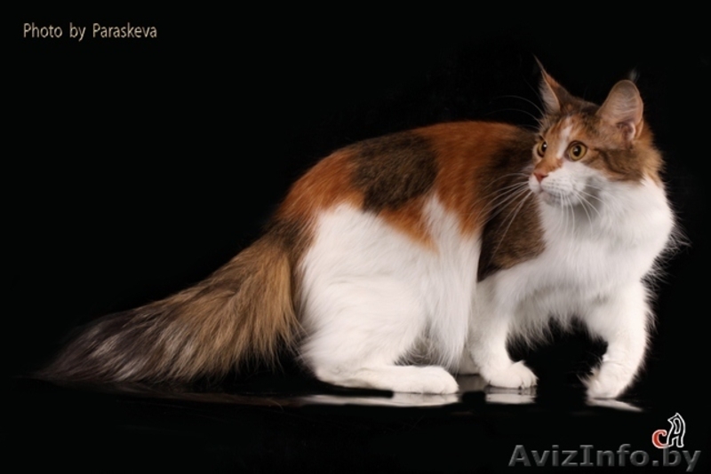 Питомник предлагает котят Мэйн Кун - Изображение #6, Объявление #423518