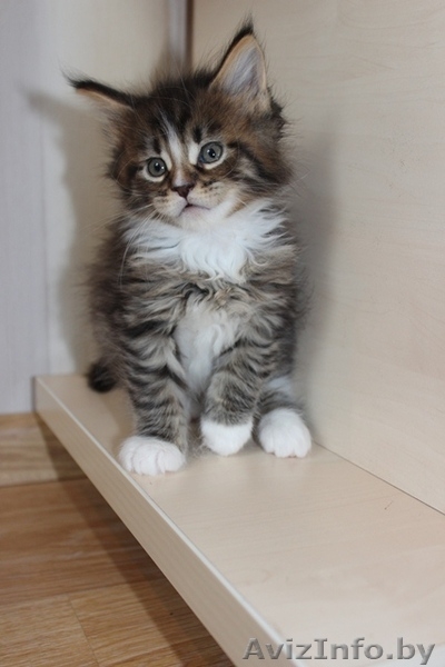 Питомник предлагает котят Мэйн Кун - Изображение #5, Объявление #423518