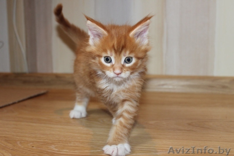 Питомник предлагает котят Мэйн Кун - Изображение #1, Объявление #423518