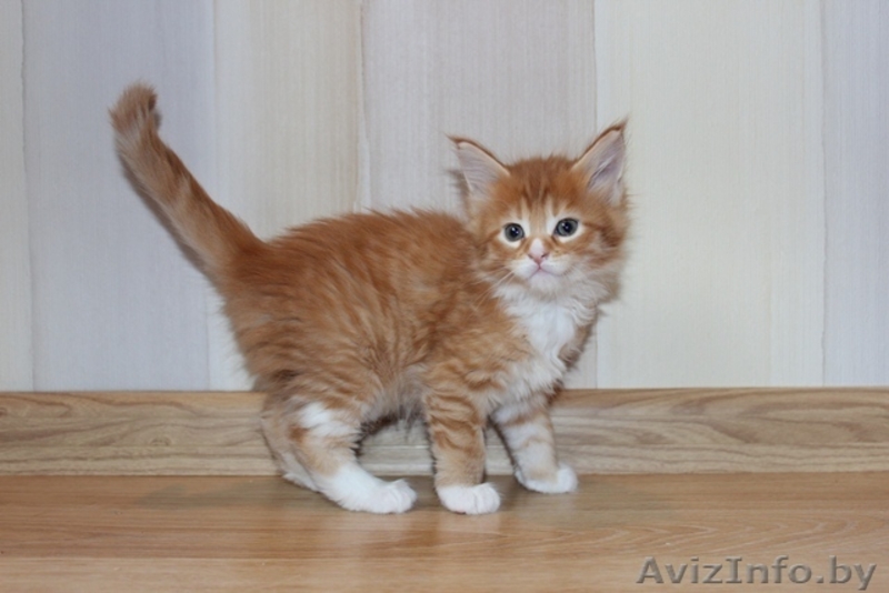 Питомник предлагает котят Мэйн Кун - Изображение #3, Объявление #423518