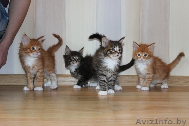 Мэйн Кун котята - Изображение #7, Объявление #423517