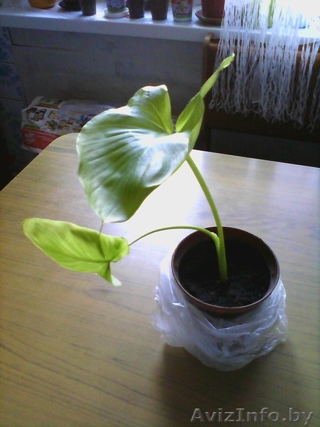 Калла белая детки - Изображение #3, Объявление #1063038