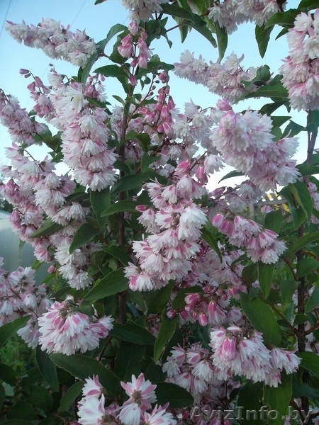 Растения в большом ассортименте  - Изображение #3, Объявление #1049962