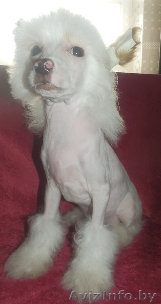 Китайская хохлатая белые голый и пуховый щенки кобели - Изображение #2, Объявление #904611