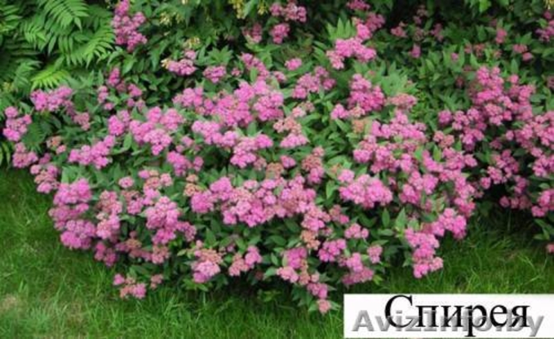 Реализую саженцы с собственной дачи (недорого) - Изображение #3, Объявление #1064552