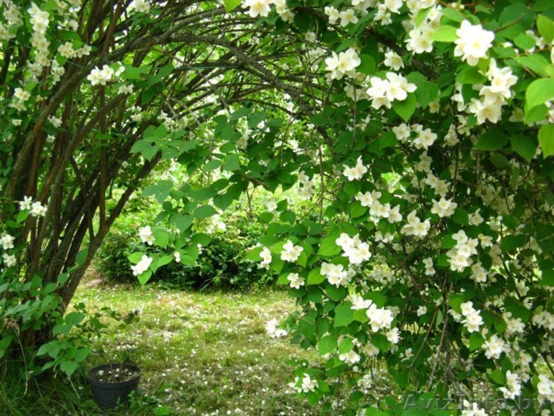 Реализую саженцы с собственной дачи (недорого) - Изображение #5, Объявление #1064552