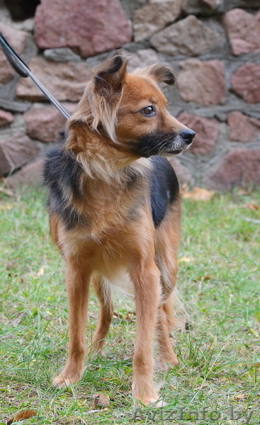 Жуля - нежная, трепетная, застенчивая подружка - в дар - Изображение #2, Объявление #1064949