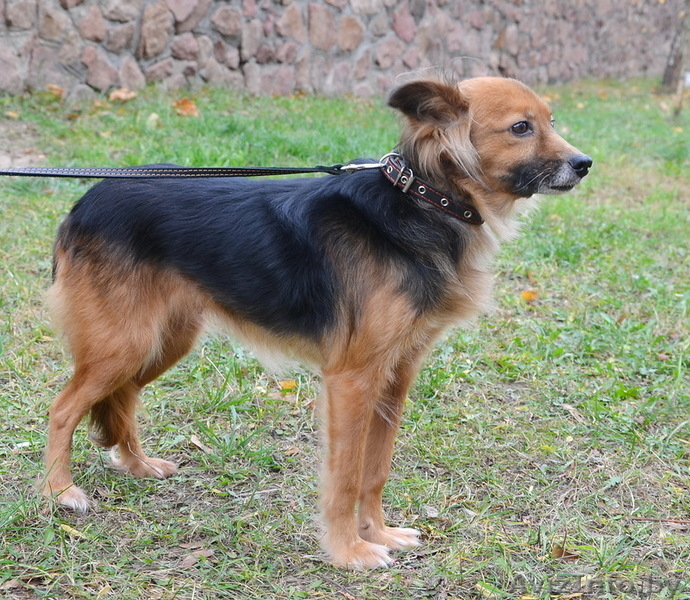 Жуля - нежная, трепетная, застенчивая подружка - в дар - Изображение #1, Объявление #1064949