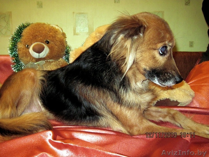 Жуля - нежная, трепетная, застенчивая подружка - в дар - Изображение #3, Объявление #1064949