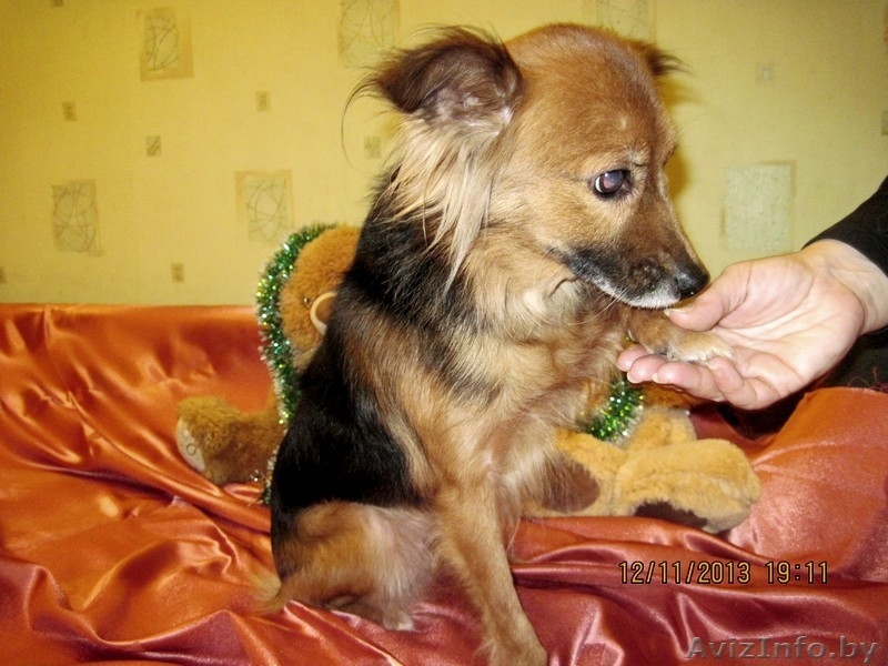 Жуля - нежная, трепетная, застенчивая подружка - в дар - Изображение #4, Объявление #1064949