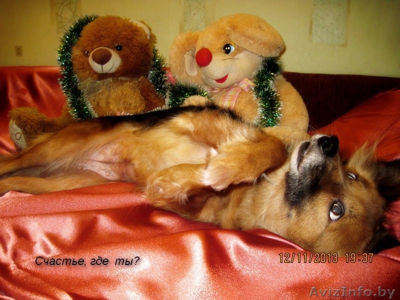 Жуля - нежная, трепетная, застенчивая подружка - в дар - Изображение #5, Объявление #1064949