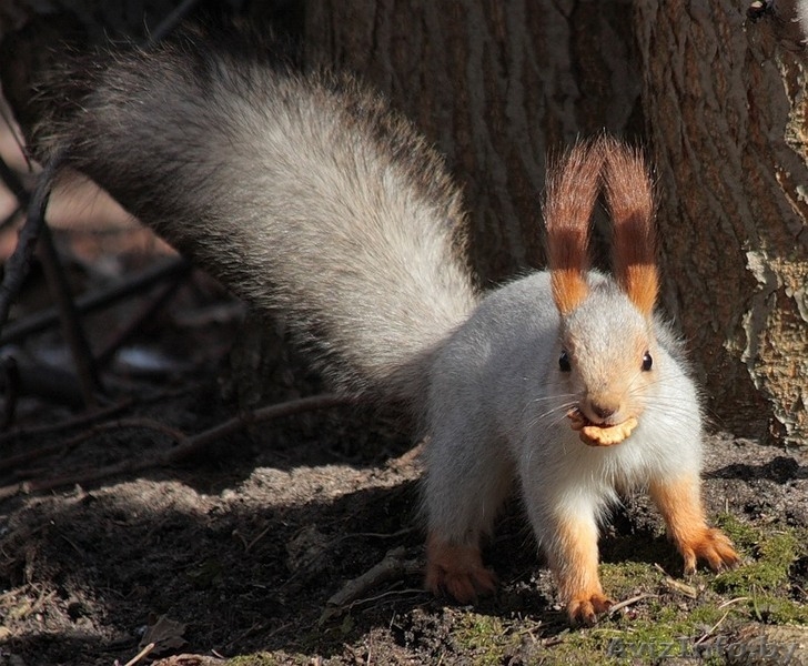 Белочки (Сибирской)-Телеутки - Изображение #3, Объявление #1082784