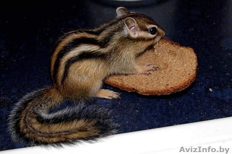 Продажа Бурундучков - Изображение #1, Объявление #1078603