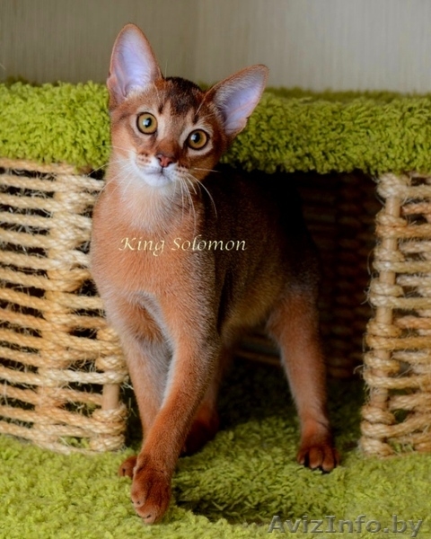 Абиссинская кошка-котенок - Изображение #3, Объявление #1072854