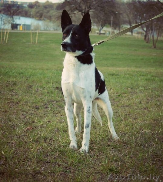 Джуля-собака для души и семьи в добрые руки - Изображение #1, Объявление #1069027