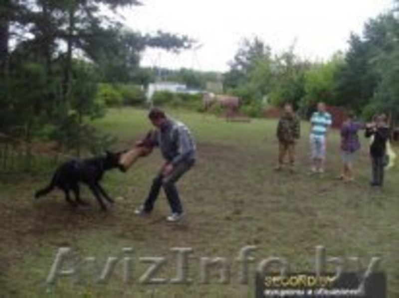 Курсы Инструкторов-дрессировщиков служебно-спортивных собак  - Изображение #8, Объявление #1070320