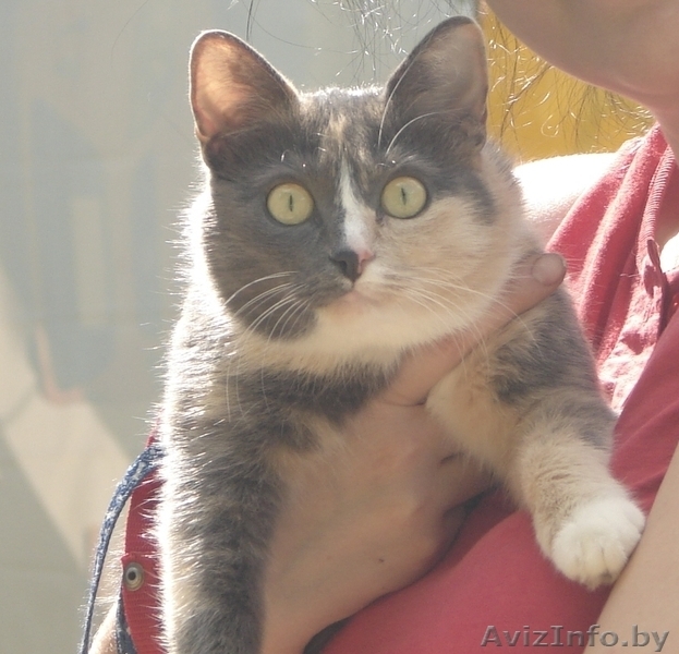 Кошка Алиса ищет семью - Изображение #2, Объявление #1070991