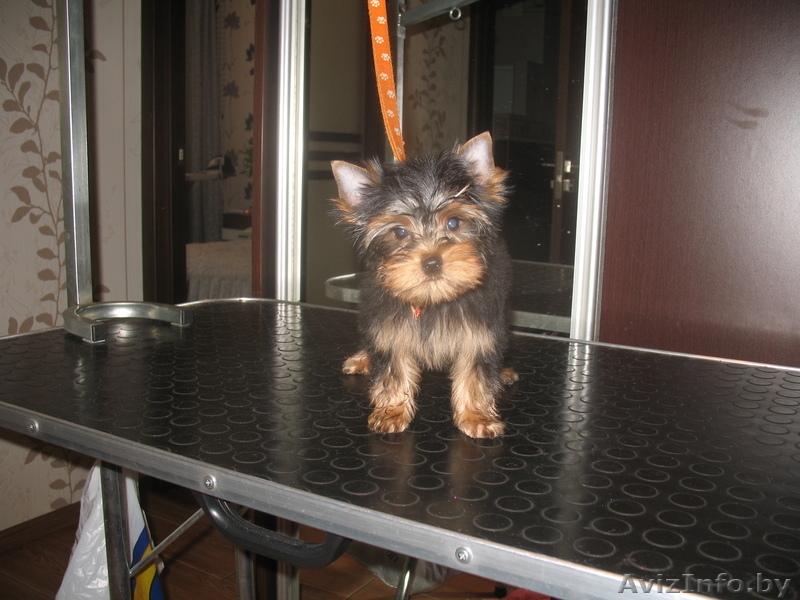 Щенки мини йорка (2 девочки) - Изображение #2, Объявление #1074040