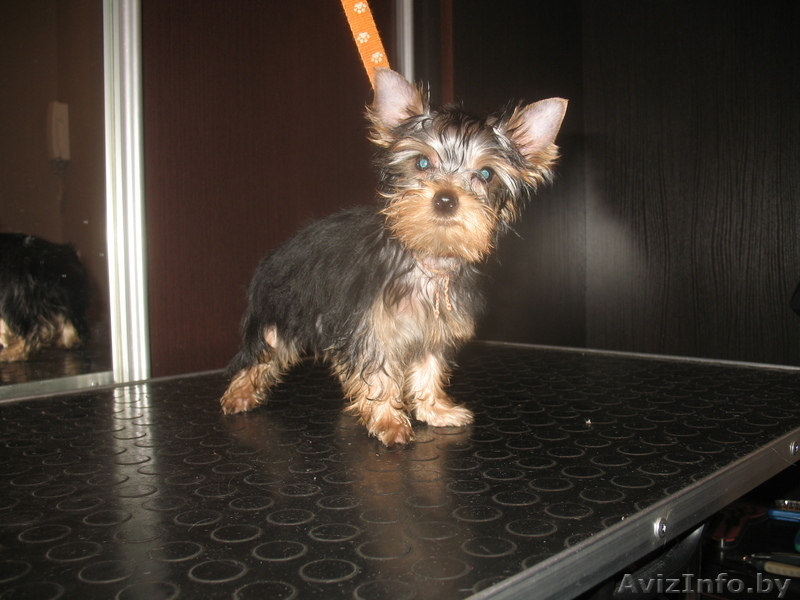 Щенки мини йорка (2 девочки) - Изображение #1, Объявление #1074040