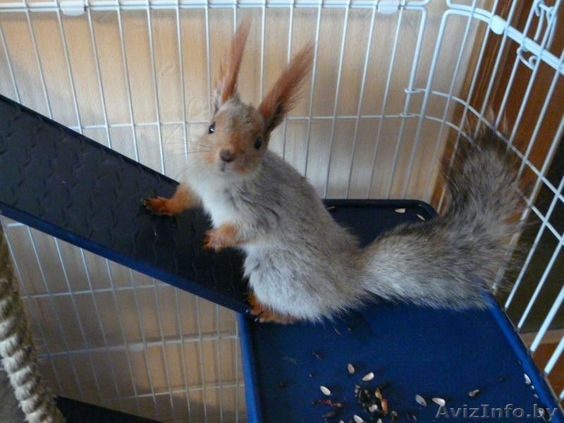 Белочки (Сибирской)-Телеутки - Изображение #5, Объявление #1082784