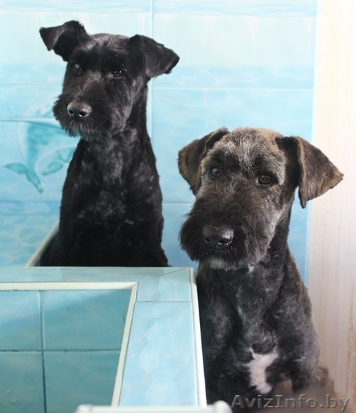 Тори и Бруно – собаки-неразлучники ищут дом!  - Изображение #2, Объявление #1081497