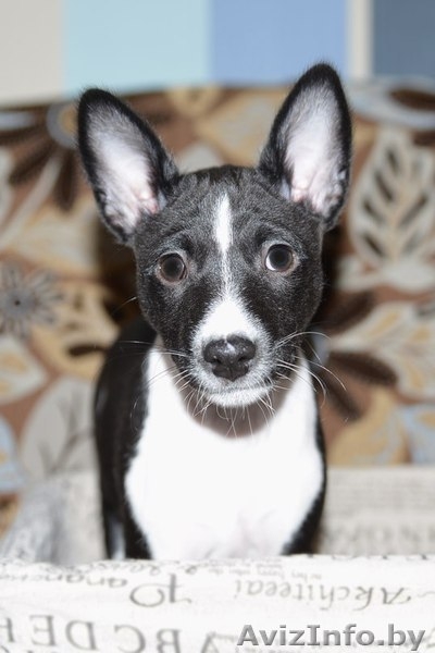 СРОЧНО!!!!! Продаются щенки БАСЕНДЖИ.  - Изображение #3, Объявление #1081887