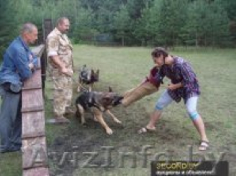 Курсы Инструкторов-дрессировщиков служебно-спортивных собак  - Изображение #7, Объявление #1070320