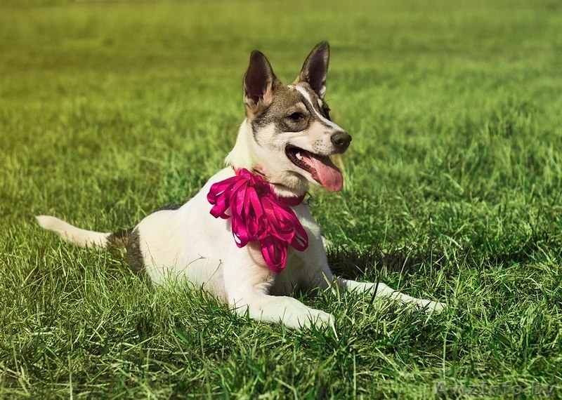 Щенок - полулаечка в ДАР!!! - Изображение #3, Объявление #1077945