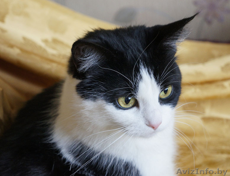 Ефросинья - кошечка компаньонка - Изображение #5, Объявление #1073534