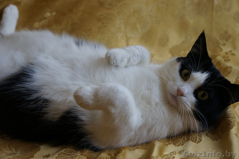 Ефросинья - кошечка компаньонка - Изображение #7, Объявление #1073534