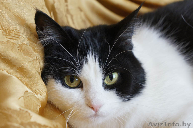 Ефросинья - кошечка компаньонка - Изображение #1, Объявление #1073534