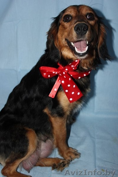 Щенки-лапули в дар - Изображение #5, Объявление #1082515