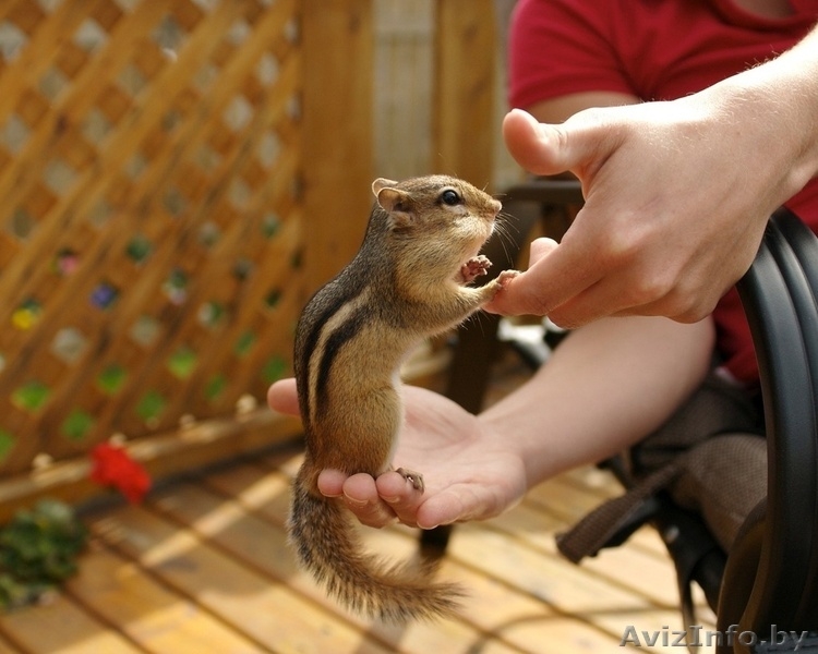 Продажа Бурундучков - Изображение #4, Объявление #1078603