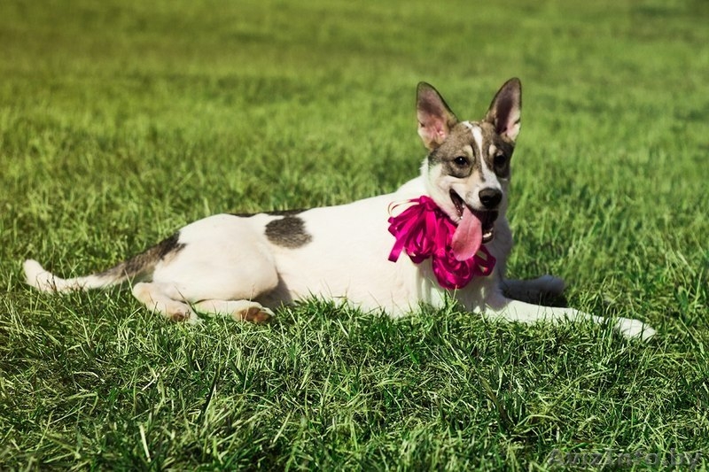Щенок - полулаечка в ДАР!!! - Изображение #1, Объявление #1077945