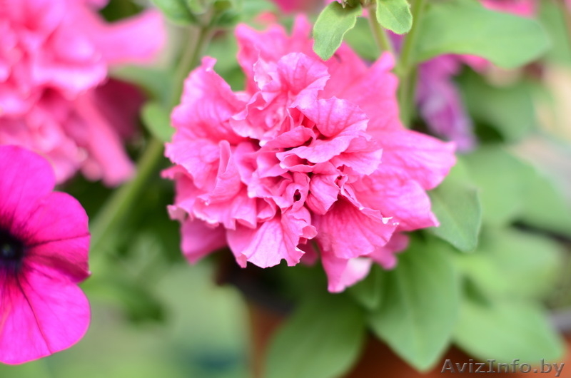 Рассада петунии, сурфинии, бегонии, гацании, пеларгонии, вербены, гвоздики и др. - Изображение #1, Объявление #1067968